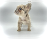 Small Photo #4 French Bulldog Puppy For Sale in HARVARD, IL, USA