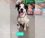 Small #2 American Pit Bull Terrier-Huskies  Mix