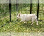 Small Photo #4 French Bulldog Puppy For Sale in WEST PLAINS, MO, USA