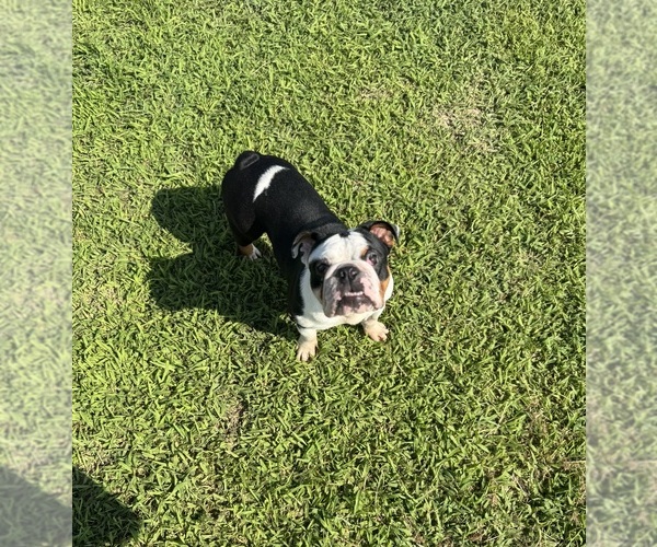 Medium Photo #1 Bulldog Puppy For Sale in BRIDGEVILLE, DE, USA