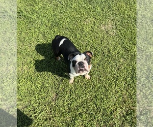 Bulldog Dog for Adoption in BRIDGEVILLE, Delaware USA