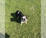 Image preview for Ad Listing. Nickname: Coco