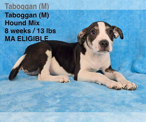 Mutt Dogs for adoption in pomfret, CT, USA