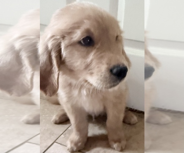 Medium Photo #4 Golden Retriever Puppy For Sale in PORTALES, NM, USA