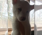 Small #6 Siberian Husky