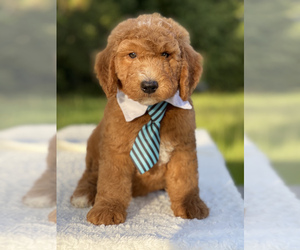 Goldendoodle Puppy for sale in FROSTPROOF, FL, USA