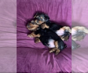 Yorkshire Terrier Puppy for sale in VOLUNTOWN, CT, USA