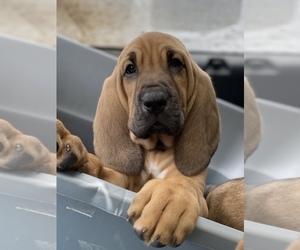 Bloodhound Puppy for sale in BURLINGTON, MI, USA