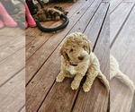 Small Photo #11 Poodle (Standard) Puppy For Sale in SALISBURY, NC, USA