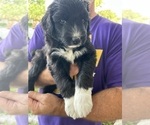Small #2 Aussiedoodle