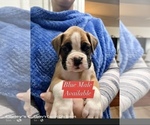 Small Photo #2 Boxer Puppy For Sale in CITRUS HEIGHTS, CA, USA
