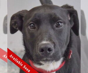 Borador Dogs for adoption in Huntley, IL, USA