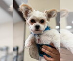 Small #2 Peke-A-Poo