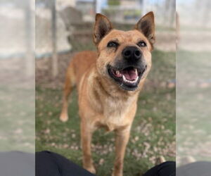 Mutt Dogs for adoption in Ventura, CA, USA