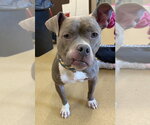 *SKYE - Female American Pit Bull Terrier-Unknown Mix Dog for Adoption - Small photo
