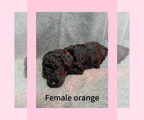 Medium Photo #1 Labradoodle Puppy For Sale in WILLISTON, SC, USA