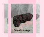 Puppy 12 Labradoodle