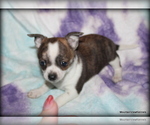 Puppy Cisco Chihuahua