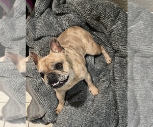 Mother of the French Bulldog puppies born on 07/30/2025