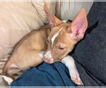 Small #4 American Staffordshire Terrier Mix