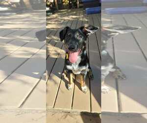 Collie-Unknown Mix Dogs for adoption in Sandy, UT, USA