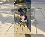 Small Collie Mix