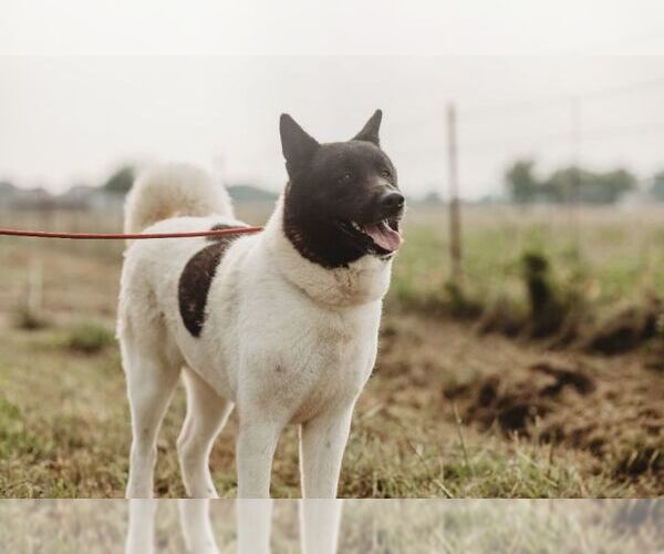 Medium Photo #4 Akita Puppy For Sale in Pottstown, PA, USA