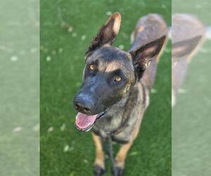 Mutt Dogs for adoption in West Valley, UT, USA