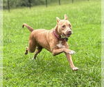 Small #1 American Pit Bull Terrier