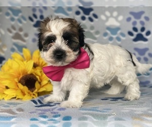 Havanese Puppy for sale in LANCASTER, PA, USA