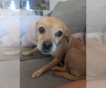 Small #3 Beagle-Chihuahua Mix