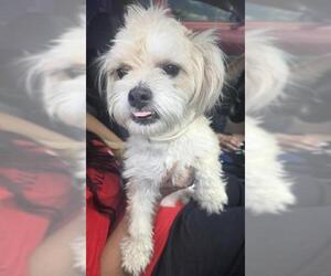 Shih Tzu-Unknown Mix Dogs for adoption in San Antonio, TX, USA