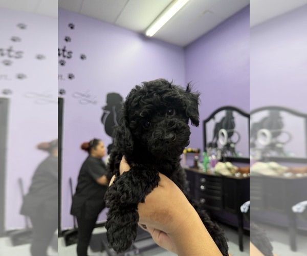 Medium Photo #1 Poodle (Toy) Puppy For Sale in LONG BEACH, CA, USA