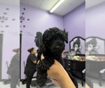 Small Poodle (Toy)