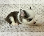 Small #2 Pomsky