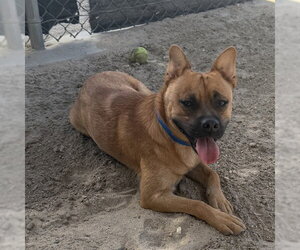 Mutt Dogs for adoption in Riverside, CA, USA