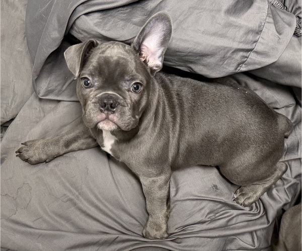 Medium Photo #1 French Bulldog Puppy For Sale in NASHVILLE, TN, USA