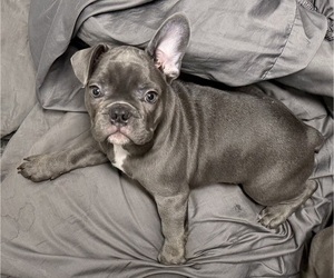 French Bulldog Puppy for sale in NASHVILLE, TN, USA