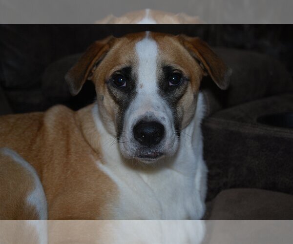 Medium Photo #17 Border Collie-Unknown Mix Puppy For Sale in Spring, TX, USA
