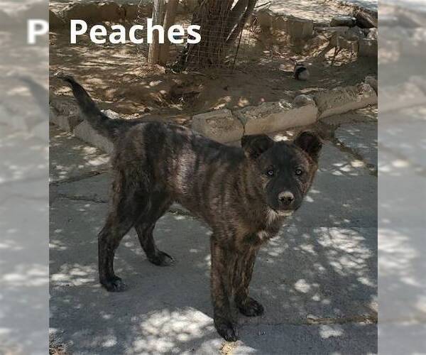 Medium Photo #8 Border Collie-Unknown Mix Puppy For Sale in Apple Valley, CA, USA