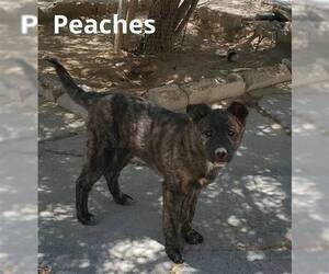 Peaches - - Female Border Collie-Unknown Mix Dog for Adoption - Photo #8