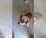 Small #2 Anatolian Shepherd-Pembroke Welsh Corgi Mix