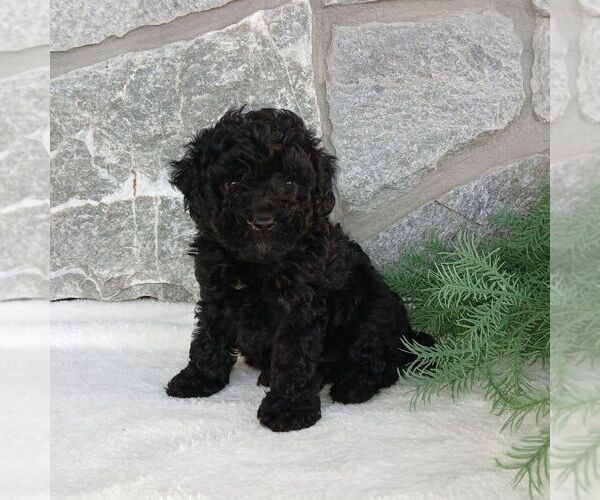 Medium Photo #1 Poodle (Miniature) Puppy For Sale in GORDONVILLE, PA, USA