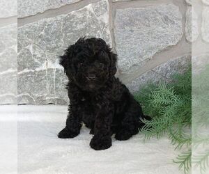 Poodle (Miniature) Puppy for sale in GORDONVILLE, PA, USA