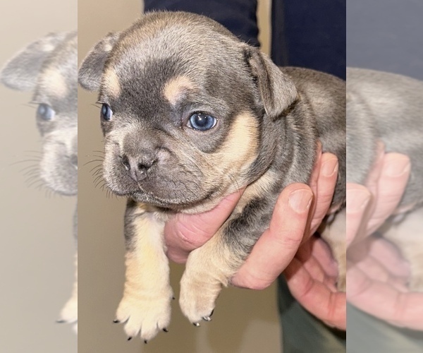 Medium Photo #6 French Bulldog Puppy For Sale in NORTH VERNON, IN, USA