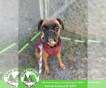 Casey - Female Boxer Dog for Adoption - Small photo