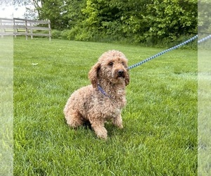 Father of the Goldendoodle (Miniature) puppies born on 03/22/2024