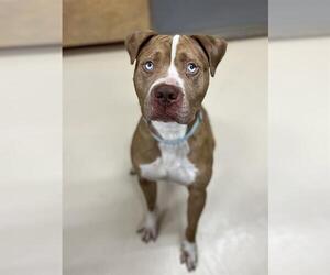 Mutt Dogs for adoption in Center Township, PA, USA