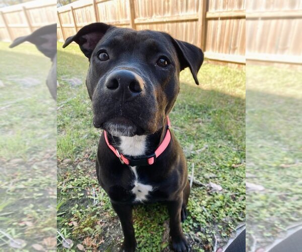Medium Photo #4 Rottweiler-American Pit Bull Terrier Puppy For Sale in St. Augustine, FL, USA
