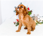 Small Photo #52 Cavalier King Charles Spaniel Puppy For Sale in WAKARUSA, IN, USA